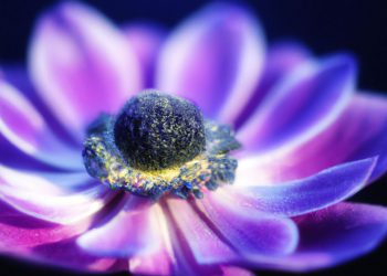 How Long for Nectar Mattress to Expand