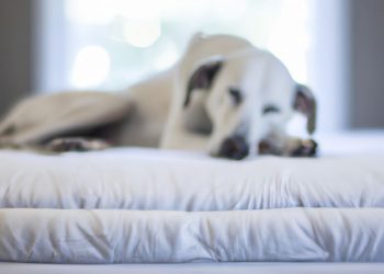 How to Get Dog Pee Out of Tempur Pedic Mattress