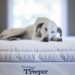 How to Get Dog Pee Out of Tempur Pedic Mattress
