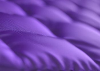 How to Get Pee Out of Purple Mattress