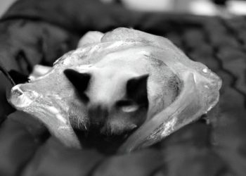 How to Protect Air Mattress From Cats